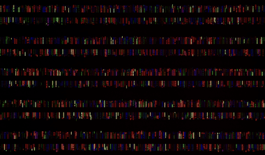 Time-lapse of a synthetic circuit library growing in a microfluidic mother machine